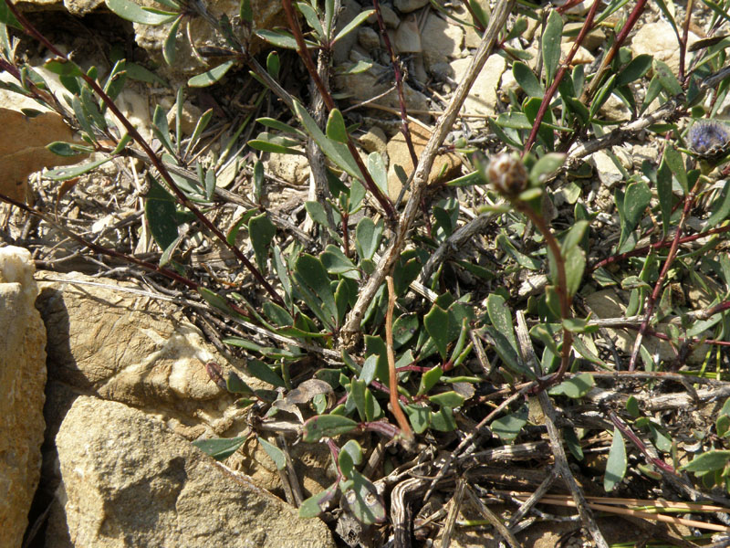 Globularia alypum / Vedovelle cespugliose